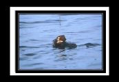 grebes_ (8).jpg